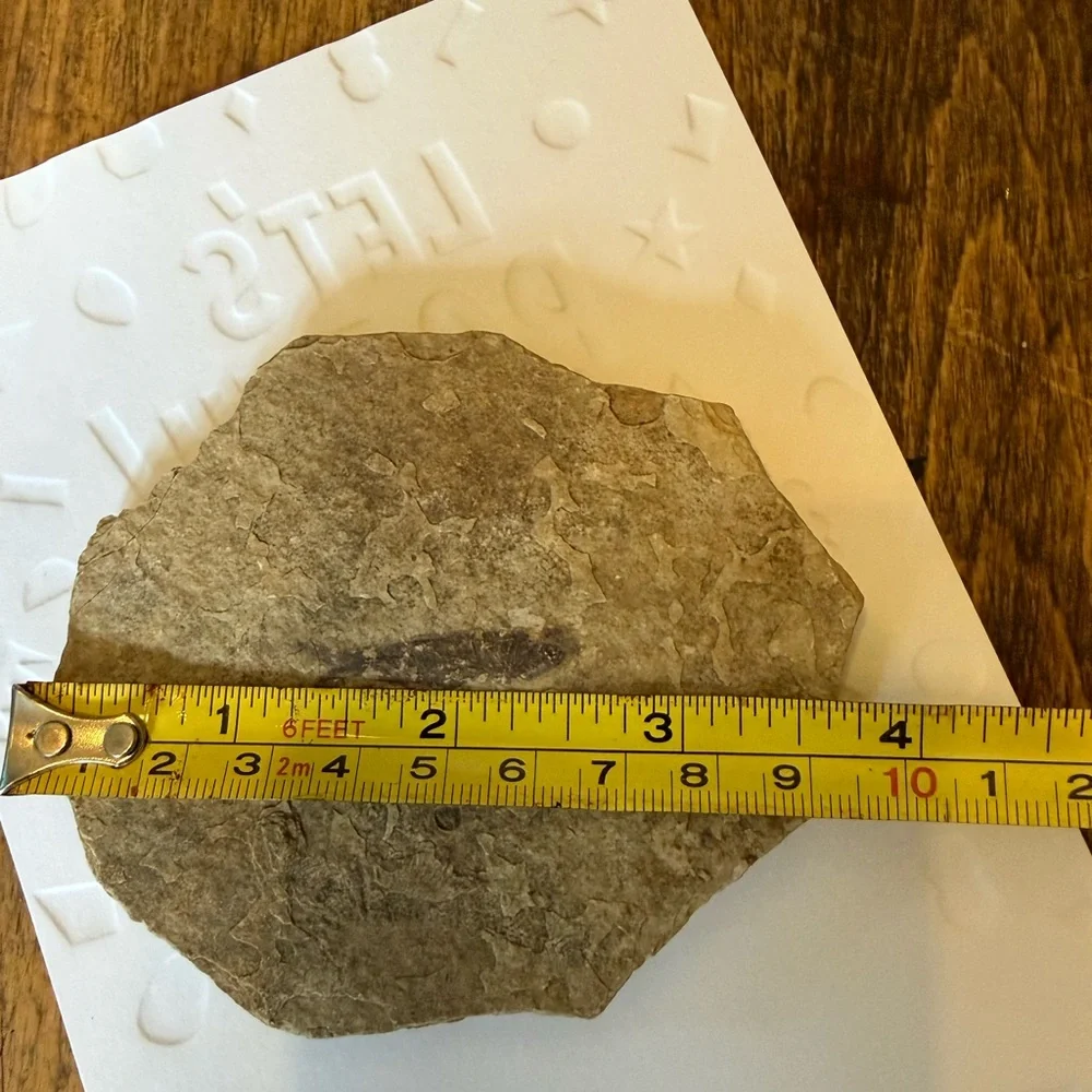 Small Fossilized Fish Found this Rock in North Dakota Cool Little Fossil